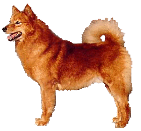 Karjalais-suomalainen koira
